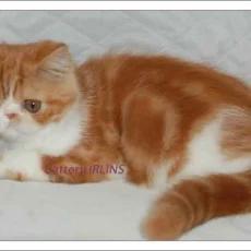 Питомник персидских и экзотических короткошерстных кошек Irlins фотография 2