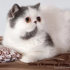 Питомник персидских и экзотических короткошерстных кошек Irlins фотография 3