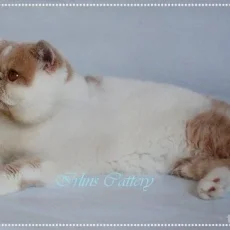 Питомник персидских и экзотических короткошерстных кошек Irlins фотография 1