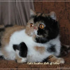 Питомник персидских и экзотических короткошерстных кошек Irlins фотография 5