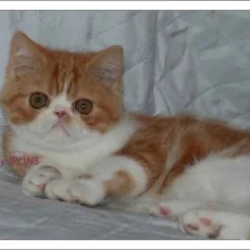 Питомник персидских и экзотических короткошерстных кошек Irlins фотография 6