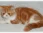 Питомник персидских и экзотических короткошерстных кошек Irlins фотография 2