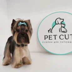 Груминг-салон Pet Cut фотография 5