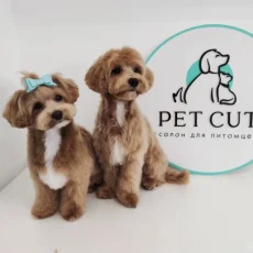 Груминг-салон Pet Cut фотография 7
