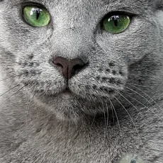 Питомник русских голубых кошек RBCat*RUS фотография 1