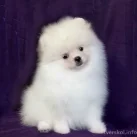 Питомник миниатюрных собак Би-Наталь фотография 2