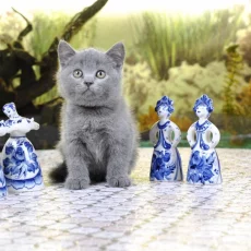 Питомник британских кошек и котят Bonnie Blue фотография 2