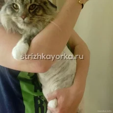 Выездная стрижка кошек и собак Strizhkayorka.ru фотография 1