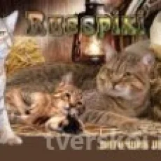 Питомник кошек Russpixi фотография 1
